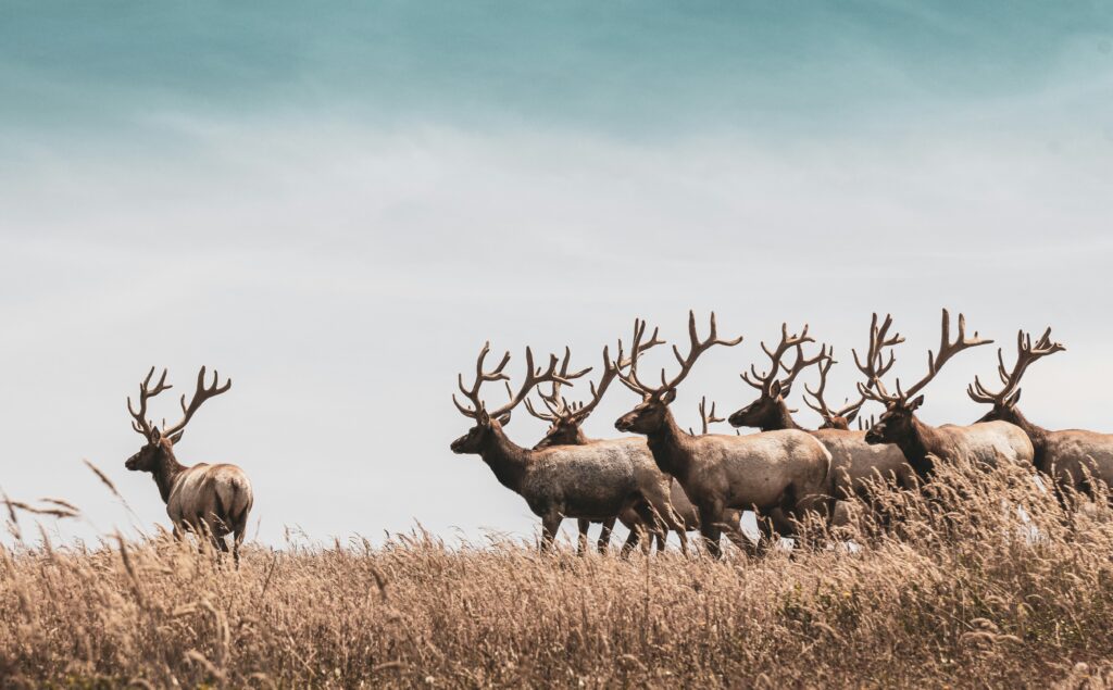 elk herd